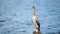 European Shag Phalacrocorax aristotelis