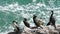 European Shags or Common Shags Phalacrocorax aristotelis birds standing on the cliff near turquoise sea and waves.