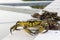 European shore crab fishing released