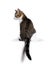 European shorthair cat from backside on white background