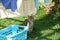 European Shorthair cat in the garden playing, cleaning and doing the fresh laundry