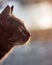 European shorthair cat portrait pastel background