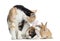 European Shorthair cat with rabbits, isolated