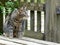 European Shorthair cat at the wooden fence