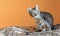 European shorthair kitten with extended claws on an orange background