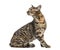 European Shorthair looking backwards, isolated