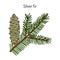 European silver fir abies alba , medicinal plant