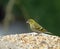 European Siskin on Feeder