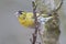 European siskin perching on twig with blurred background