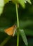 European Skipper