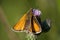 European Skipper