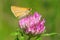 European Skipper Butterfly - Thymelicus lineola