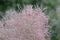 European smoke-tree Cotinus coggygria, close-up of pinkish inflorescence