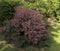 European smoketree cotinus coggygria