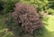European smoketree - cotinus coggygria