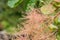 European smoketree. Skumpiya tanning, cotinus coggygria. Rhus cotinus or smoke bush. Pink fluffy tree branche