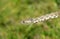 European smooth snake Coronella austriaca