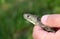 European smooth snake Coronella austriaca