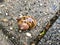 European snail Cornu aspersum