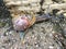 European snail Cornu aspersum