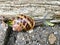 European snail Cornu aspersum