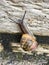 European snail Cornu aspersum