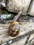 European snail Cornu aspersum