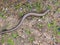 .European snake eyed skink, Ablepharus kitaibelii