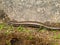 .European snake eyed skink, Ablepharus kitaibelii