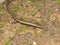 .European snake eyed skink, Ablepharus kitaibelii