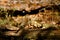 European song thrush bird, Turdus philomelos, on forest floor on a old tree trunk. Warm sunlight, the Netherlands