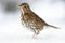 European Song Thrush Deep in Winter Snow