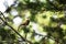 European songbird Arctic warbler, Phylloscopus borealis singing