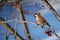 European songbird on branch in winter, colorful bird on blue background