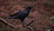 European songbird Common raven, Corvus corax sitting on a old branch during a dark autumn day