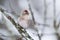 European songbird Common Redpoll, Acanthis flammea perching during a snowy day