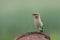 European songbird Northern wheater, Oenanthe oenanthe holding some insects