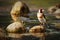European songbird on the rock near water river, animal bird on rock