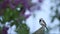 European songbird White wagtail, Motacilla alba sitting on an old wooden post