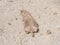 European Souslik or Ground Squirrel, Spermophilus citellus, lie on sand, close-up portrait, selective focus, shallow DOF