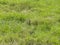 European Souslik or Ground Squirrel, Spermophilus citellus, stand in grass, portrait, selective focus, shallow DOF