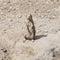 European Souslik or Ground Squirrel, Spermophilus citellus, stand on sand, close-up portrait, selective focus