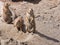 European Sousliks or Ground Squirrels, Spermophilus citellus, on dry ground, close-up portrait, selective focus