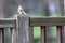 European sparrow passer domesticus on a wooden fence