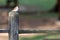 European sparrow passer domesticus on a wooden fence