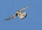 European Sparrowhawk, accipiter nisus, Adult in Flight against Blue Sky, Normandy