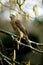 European Sparrowhawk, accipiter nisus, Adult on Hazelnut Tree`s Branch, Normandy