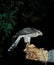 European Sparrowhawk, accipiter nisus, Adult standing on Falconer`s Hand