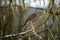 EUROPEAN SPARROWHAWK accipiter nisus, ADULT STANDING IN HAZELNUT TREE