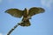 EUROPEAN SPARROWHAWK accipiter nisus, ADULT TAKING OFF FROM BRANCH